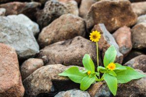 a flower growing out of the rocks